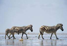 Zebra are slower than horses but can run in a zigzag pattern to avoid predators. Nothing Can Stop The Zebra Science Smithsonian Magazine
