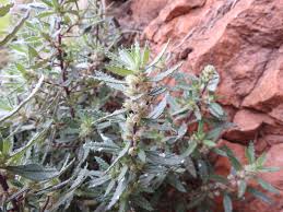 Image result for Scepocarpus trinervis