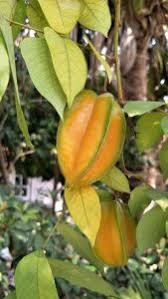 See 195 unbiased reviews of carambolo restaurant, rated 4 of 5, and one of 1,247 cali restaurants on tripadvisor. Carambolo Cultivo Riego Cuidados Plagas Y Enfermedades