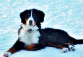 Our program is designed around breeding the healthiest puppies with the best training, and to match the perfect puppy with each buyer.each bernedoodle and bernese mountain dog puppy is put through an extensive care and training program to ensure they truly are the best you can find! Heart Of Michigan Bernese Mountain Dog Rescue We Find Forever Homes For Berners In Need