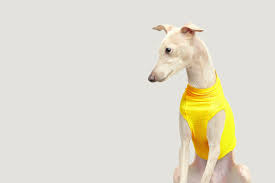 Pin On Italian Greyhound