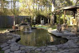 Koi can remain outdoors so long as the pond does not freeze too deep. How Much To Build A Nice 3 500 Gallon Koi Pond