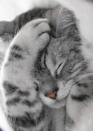 Via Doi Kittens Cutest Cute Cats Cute Animals