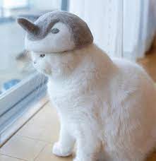 Japanese Artist Is Back With A New Collection Of Cat Hats Made From Their Own Fur Cat Care Cute Cats Hats For Cats