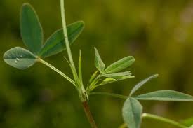 Image result for Trifolium squarrosum