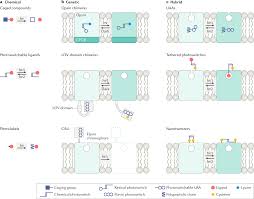 By default, when you create a camera from the create menu, the view is perspective. Optical Control Of Neuronal Ion Channels And Receptors Nature Reviews Neuroscience