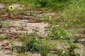 Image result for Hibiscus physaloides