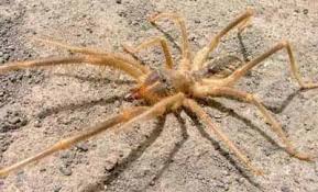 It has grey and black body, and. 10 Biggest Spiders In The World Atbuz