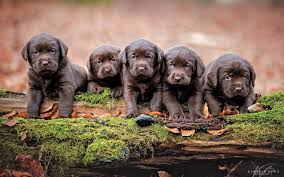 Are they different from black lab and yellow lab? Baby Labrador Wallpapers Top Free Baby Labrador Backgrounds Wallpaperaccess
