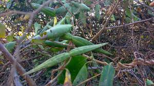 Image result for Tephrosia tanganicensis