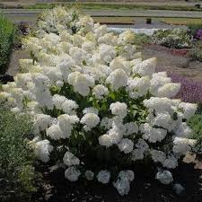 Maybe you would like to learn more about one of these? Hydrangea Paniculata Panicle Hydrangea