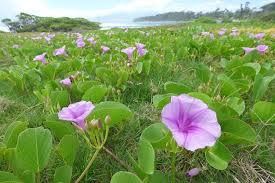 Image result for Ipomoea richardsiae