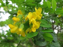 Image result for Calpurnia aurea