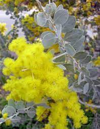 Acacia Podalyriifolia Wikipedia