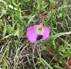 Best dining in college station, texas: Wild Flowers In Lick Creek Park Picture Of Lick Creek Trail College Station Tripadvisor