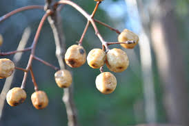 Image result for Meliaceae