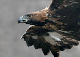 Maybe you would like to learn more about one of these? Fagelskadning Ornsafari Outdoor Destination Gotland