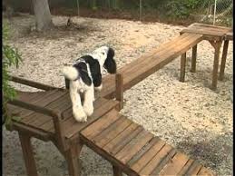 How to build a dog's confidence. Dog Obstacle Confidence Course Would Love To Build Such A Fun Course For Our Dogs Dog Playground Dog Backyard Dog Play Area