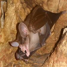 external image images?q=tbn:ANd9GcT1A0vGWqkdcdKrXSWTZVmAm-e1xuQkzAMCLQfgAH_WYkGBCcGO