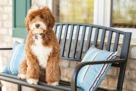 The right place when you are looking for ideas. About Us Silver Creek Goldendoodles