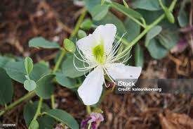 Image result for Capparaceae