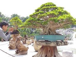 Wow Ada Bonsai Seharga Rp 1 Miliar Sedang Dipamerkan Di Surabaya