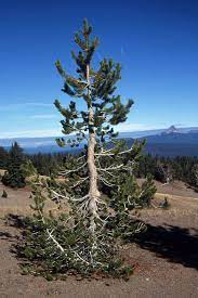 Sierra lodgepole pine is a dominant conifer species, especially in the sierra nevada range. Pinus Contorta Var Latifolia Landscape Plants Oregon State University
