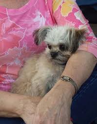 On their website, you can find adoptable dogs and cats near you. Testimonials Belle Amie Mi Kis