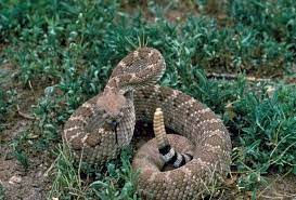 What To Do If You See A Snake Mom Goes Camping Poisonous Snakes Rattlesnake Bites Snake Venom