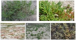 Image result for Suaeda articulata