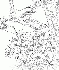 Select from 35919 printable crafts of cartoons, nature, animals, bible and many more. Free Printable Coloring Page Arkansas State Bird And Flower Coloring Home