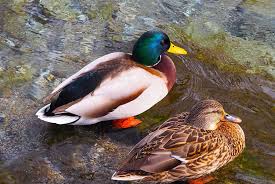 Ente Stockente Jagdbare Wildarten Jagdfakten At Informiert