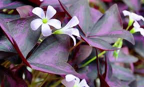 Image result for Oxalis obliquifolia