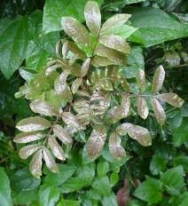 Image result for Bersama lucens