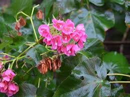 Image result for Dombeya burgessiae