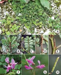 Image result for Fabaceae subfamily Papilionoideae
