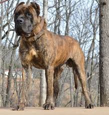 Please check our puppy reserve page for pricing on our presa canario puppies for sale. Pin On Presa Canario