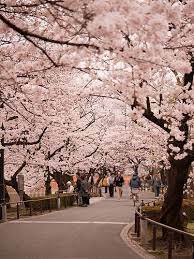 Sakura Japan Travel Travel Japan Cheap Tokyo Travel