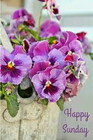 Pin By Soumo Eu On Sunday Pansies Flowers Pansies Beautiful Flowers