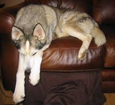 So Beautiful And So Wolf Like Aahh I Would Die If I Owned One 3 Siberian Husky Husky Puppy Husky