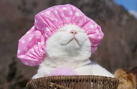 Shower Cap Cat Cute Cats In Hats Cats Happy Cat Cute Cats