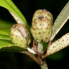 Image result for Croton pseudopulchellus