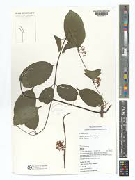 Image result for Hippocratea pallens