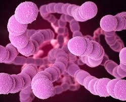 Image result for Group D Streptococcus