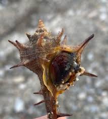 Image result for Micractis bojeri