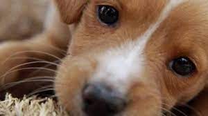 Aug 30, 2018 · estás equivocado. Como Adoptar Un Perro Gratis Tramites 2019 Cachorros O Adultos El Correo De Espana