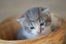 Ucretsiz Resim Genc Kedi Sevimli Kedi Yavrusu Hasir Sepet Hayvan Kedi Ic Pisi Kurk Biyiklari