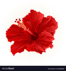 Image result for hibiscus stem
