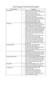 Tulang tulang tulang tengkorak adalah tulang yang membentuk kerangka kepala. Komik Komputer Informasi Nama Nama Tulang Pada Tubuh Manusia Manusia Dan Fungsinya