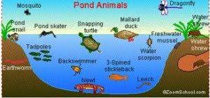 The ecosystem is a basic unit in ecology, formed by the interaction of plants, animals and microorganisms (biotic factors) with their physical environment (abiotic factors). Is Your Pond Ecosystem Vital For Success How To Take Care Of Goldfish